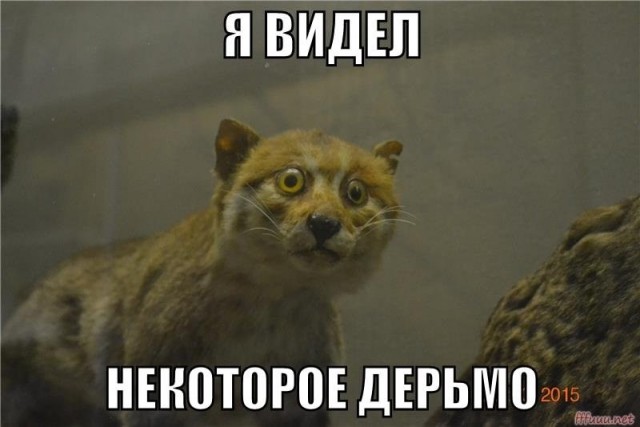 Симпатичных зверюшек вам на вечер