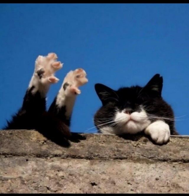 Гангста коты