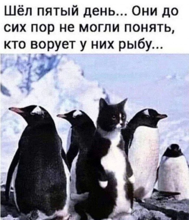 Картинки для деградации 166 (разной степени свежести)