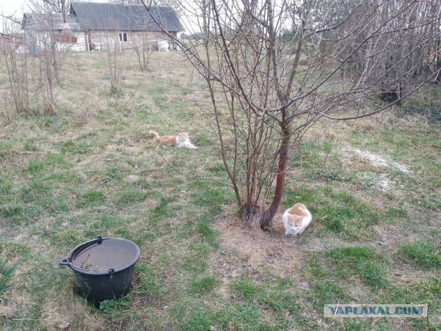 Жизнь домашнего приюта для котеек 576
