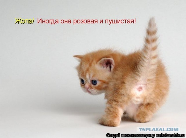 А точнее - леопард