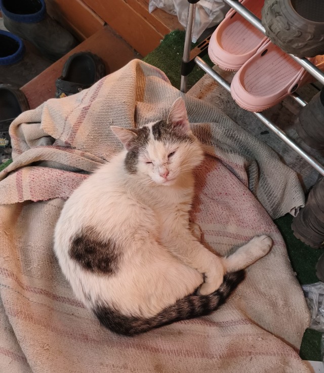 Кота искали весь день