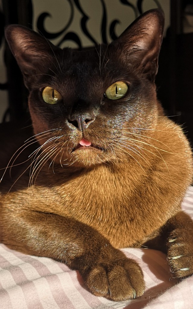 К-котовторник