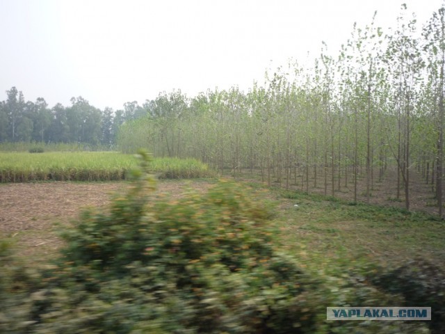 Ферма по выращиванию деревьев