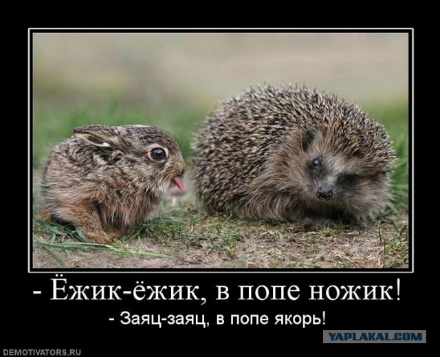Ёжик,который сунул нос куда не надо.