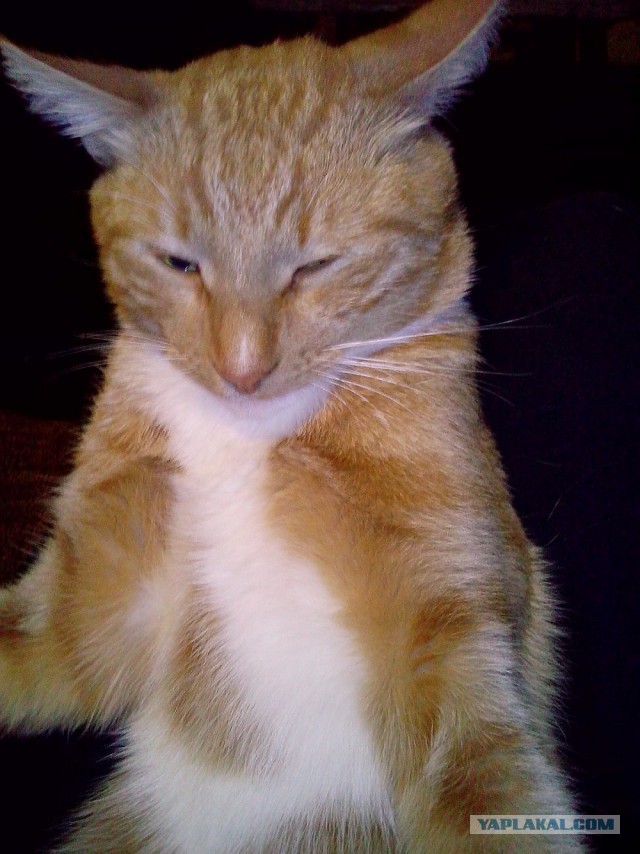 Котовторник 29.10.2013