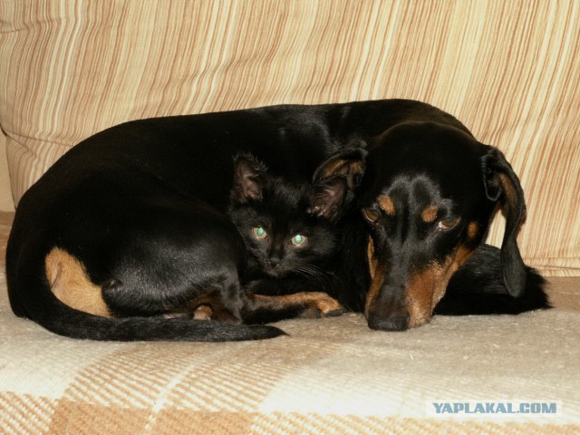 Такса ухаживает за парализованной кошкой