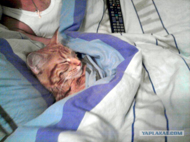 Котовторник 6.05.2014