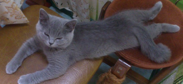 Котовторник 20.05.2014