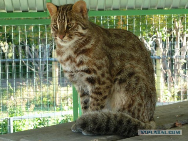 Котята в духовке