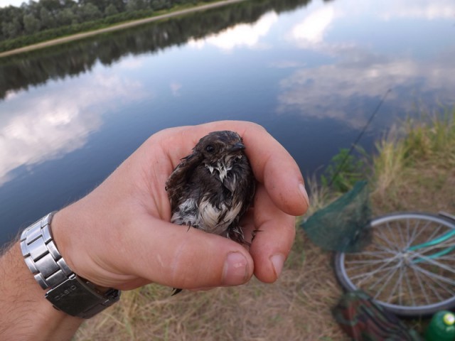 Как мне птицу удалось спасти.