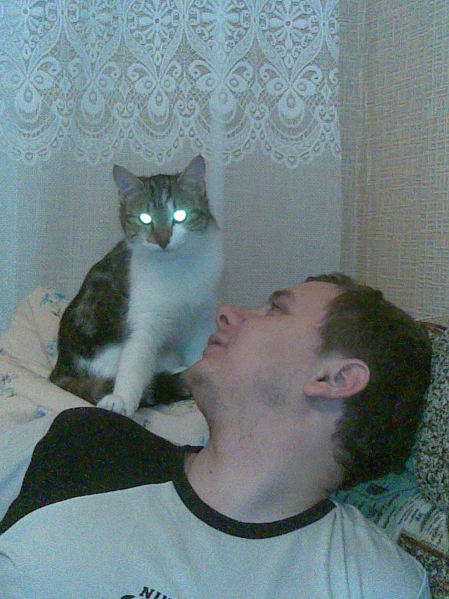 Жизнь домашнего приюта для котеек 28