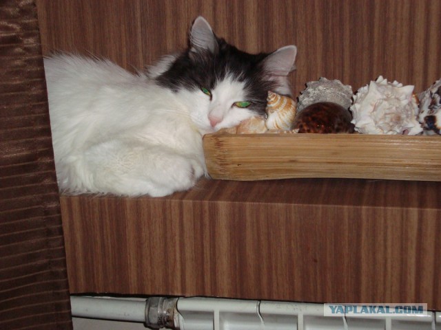 Котовторник 21.10.2014