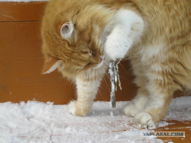 Котэ, которых застали врасплох