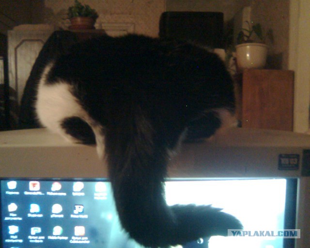 Котовторник 20.01.2015