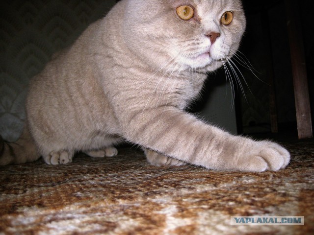 Немного моего котяры