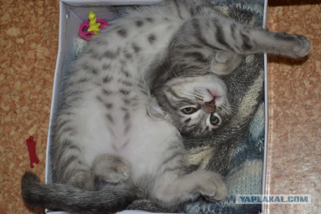 Котовторник 12.05.2015