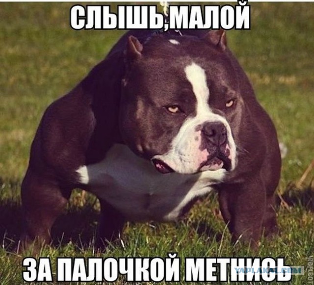 А что, собакочетверг отменили?