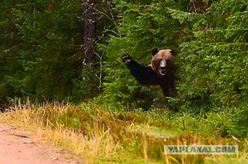 Фотожаба: Подвезите медведя