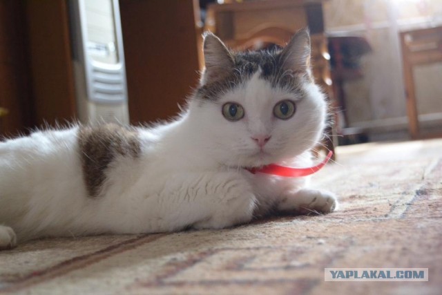 Моя кошка долгожительница