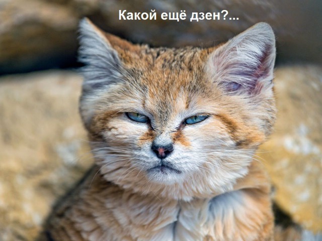 Дикий котовторник