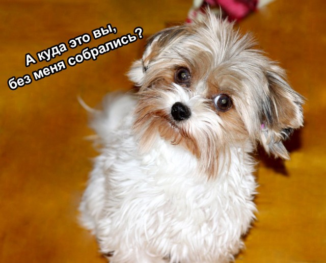 Самые глупые породы собак