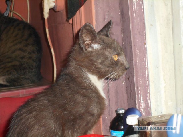 Жизнь домашнего приюта для котеек 95