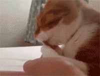 Подлая подмена