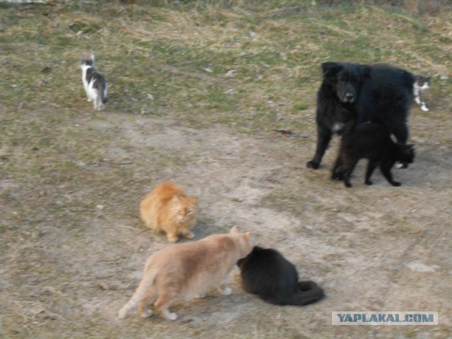 Жизнь домашнего приюта для котеек 108