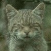 Аватары. Коллекция прикольных аватаров