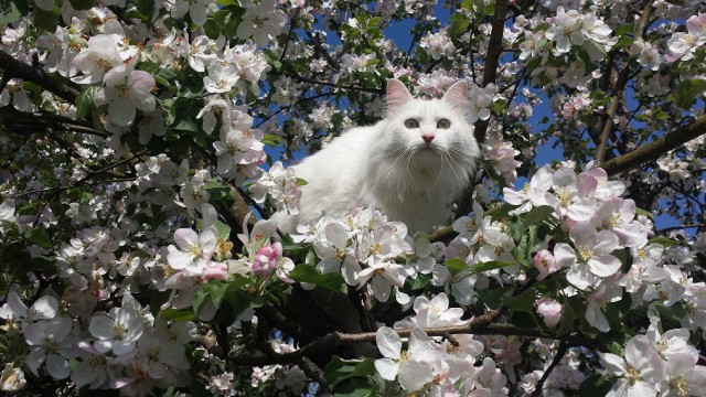 Котовторник 07.06.2016