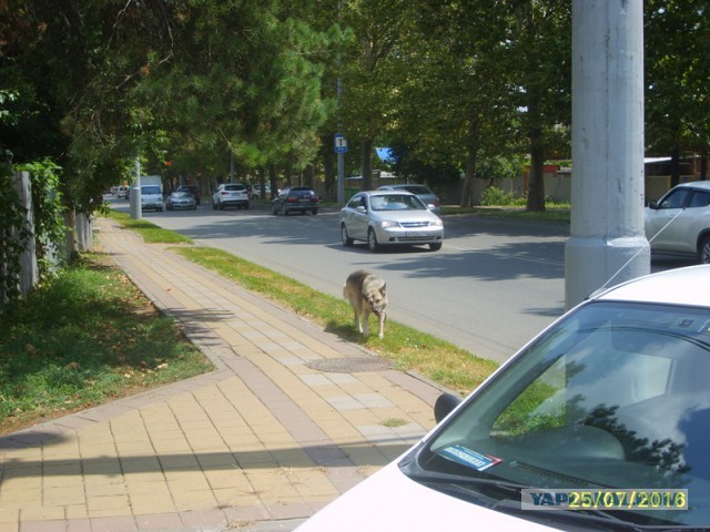 Не бойся она не укусит