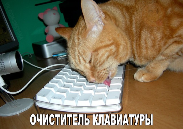 Коты из сети