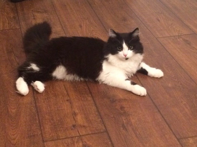 Коты и Кошки