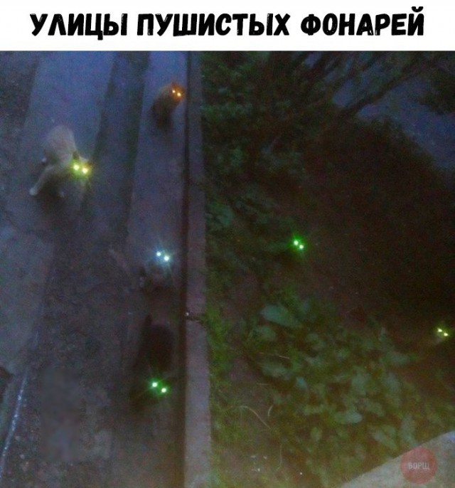 Коты и Кошки