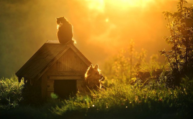 Коты и Кошки