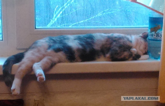 Котовторник  14.11.2017
