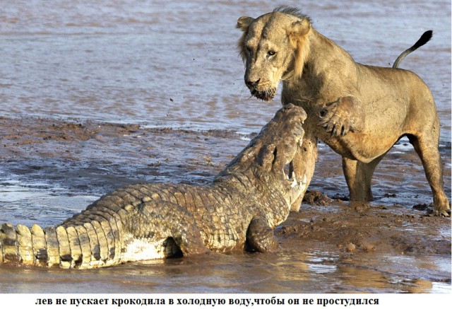 Удивительные примеры дружбы между животными.