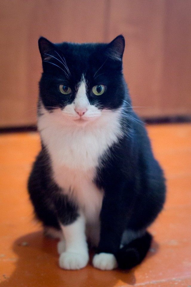 Прикольных котов пост