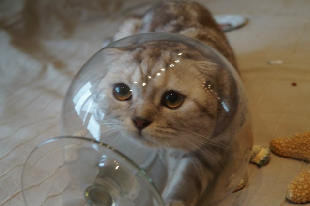 Живность из сети