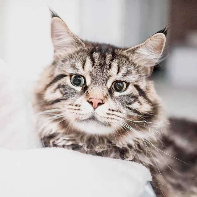 Котовторник 19.06.2018