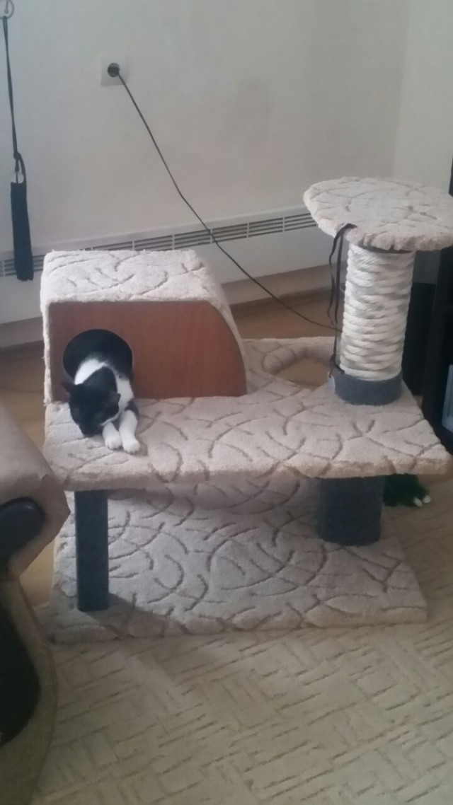 Котовторник 07.08.2018