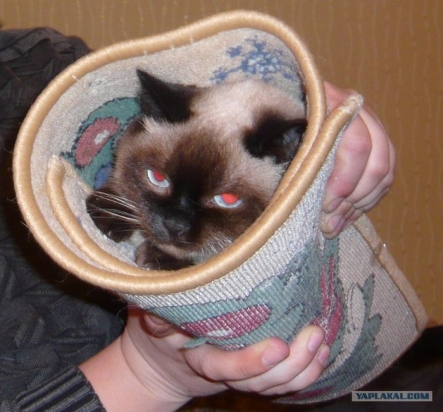 Котовторник 1.02.2011