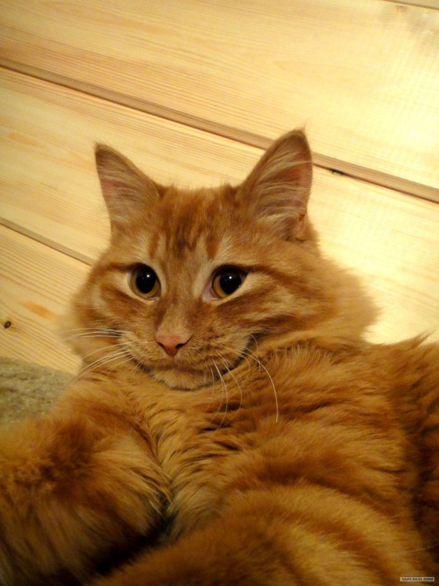 Сегодня котовторник, а котиков все нет