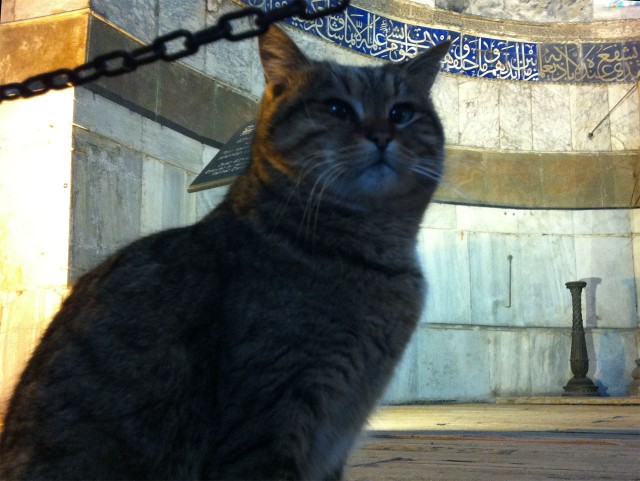 Коты Босфора