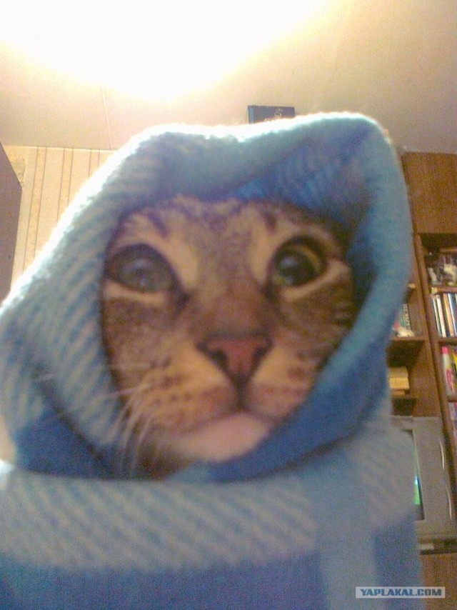 Котовторник на середину июня