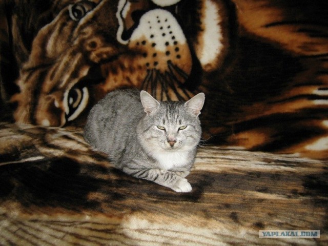 Котовторник с Кузей