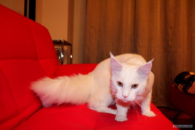 Сонный Котовторник