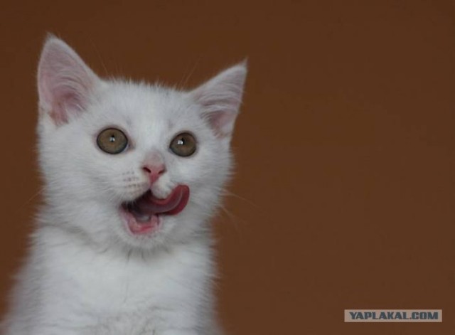 Котовторник!
