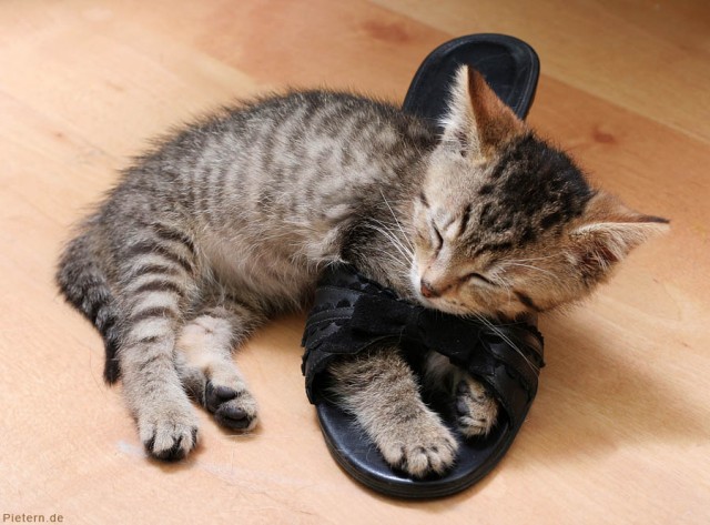 Котовторник 17 января